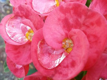 Close-up of pink flower