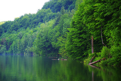 Scenic view of lake in forest