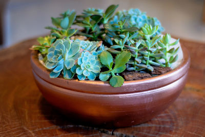 Close-up of potted plant on table