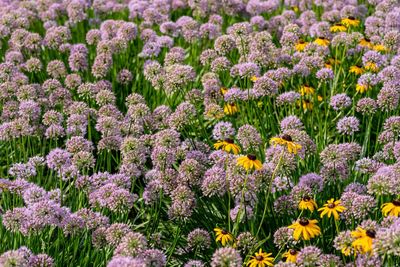 View of flowering plants in garden