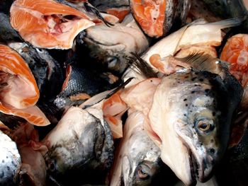 High angle view of fish for sale