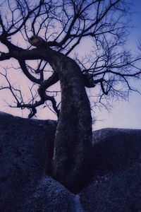 Bare trees against sky