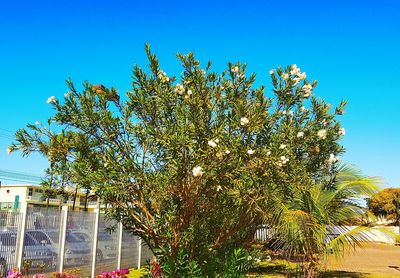 Low angle view of trees against clear blue sky