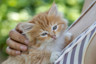 Small pretty red-headed kitten on the woman chest. care concept