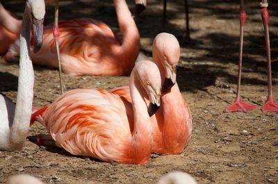 Close-up of flamingos on field