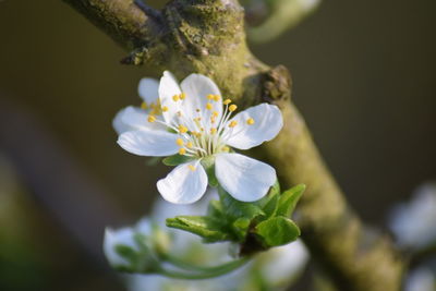 Close-up of white flowering plant