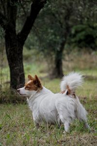 View of a dog on field