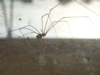 Close-up of spider