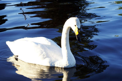 Swan swimming in lake