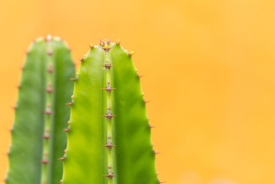 Close-up of cactus