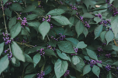 Full frame shot of plants