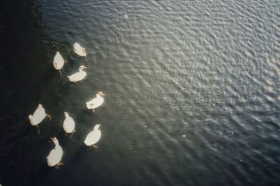 High angle view of swan in lake