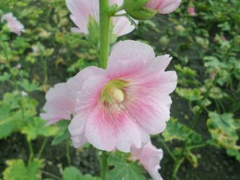 Close-up of pink flower blooming outdoors