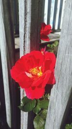 Close-up of red flower