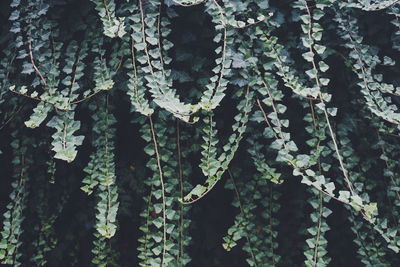 Full frame shot of plants