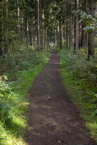 Footpath amidst trees in forest