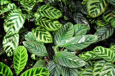 Full frame shot of leaves
