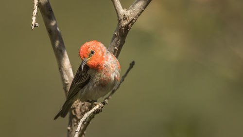 Close-up of bird perching on branch