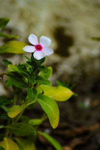 Close-up of pink flowering plant