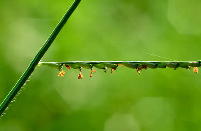Close-up of insect on plant