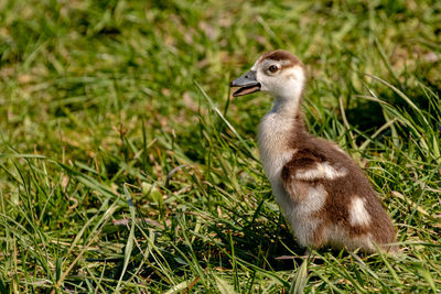 View of bird on grass