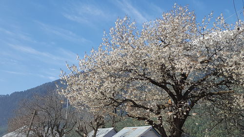 Low angle view of trees against sky