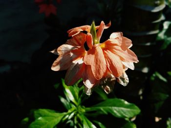 Close-up of orange rose flower