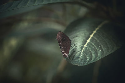 Close-up of butterfly on leaf