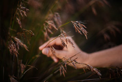 Close-up of hand on plant at field