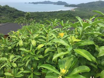 Scenic view of green landscape