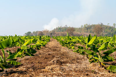 Scenic view of vineyard against sky