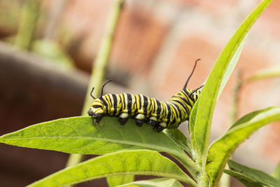Close-up of insect on leaf