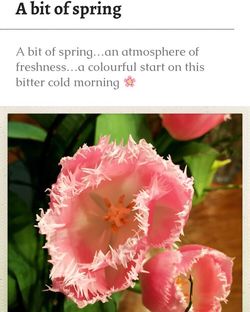 Close-up of pink flowers