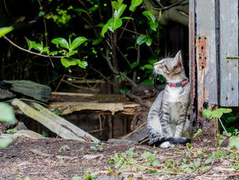 Cat looking away while sitting on land