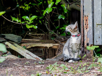 Cat looking away while sitting, near some undergrowth