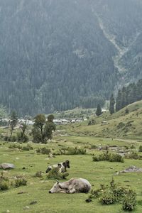 View of sheep on landscape