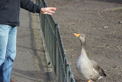 Midsection of man standing near fence by greylag goose