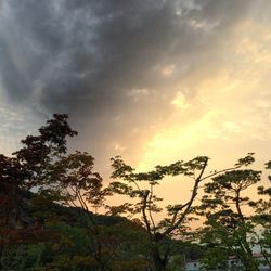 Low angle view of trees against cloudy sky