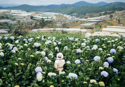 High angle view of flowering plants on field