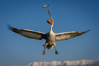 Low angle view of bird flying against sky