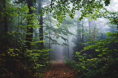 Trees in forest