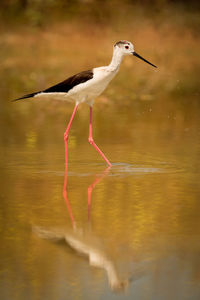 Side view of a bird in water