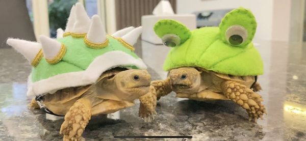 Close-up of stuffed toy