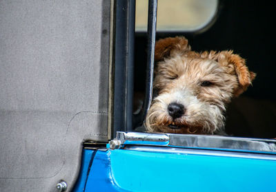 Close-up of dog in car