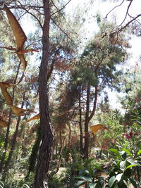 Low angle view of trees in forest against sky