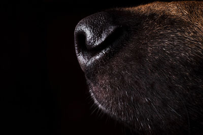 Close-up of dog against black background