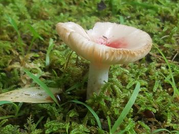 Close-up of mushroom on field