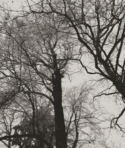 Low angle view of bare tree against sky