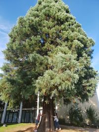 Trees in park against sky