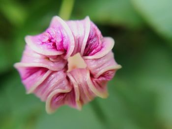 Flower blooming outdoors